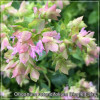 Origanum rotundifolium Dingle Fairy