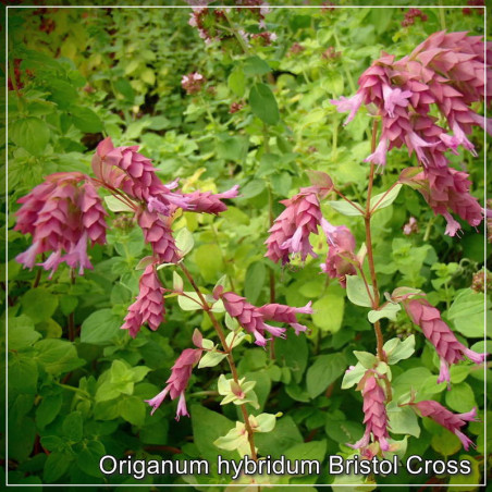 Origanum Bristol Cross