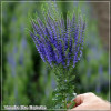 Veronica Blue Explosion