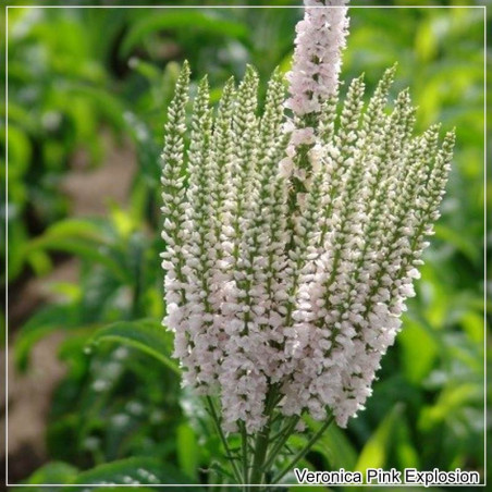 Veronica Pink Explosion