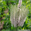 Veronica Pink Explosion