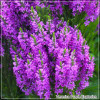 Veronica Purple Explosion