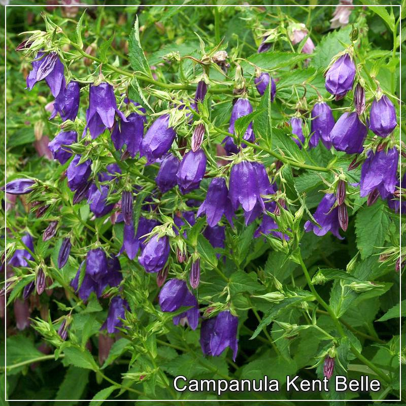 Campanula Kent Belle
