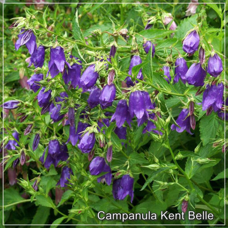 Campanula Kent Belle