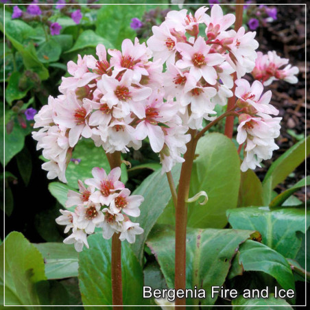 Bergenia Fire and Ice