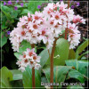 Bergenia Fire and Ice