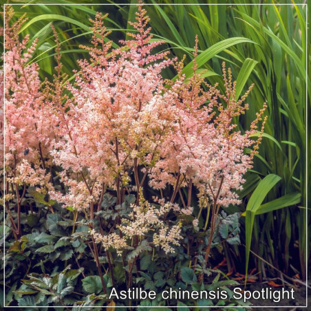 Astilbe Spotlight