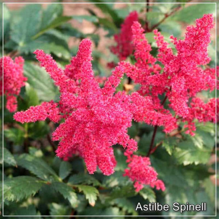 Astilbe Spinell