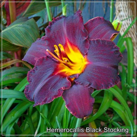 Hemerocallis Black Stockings