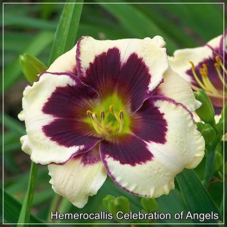 Hemerocallis Celebration of Angels