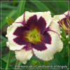 Hemerocallis Celebration of Angels