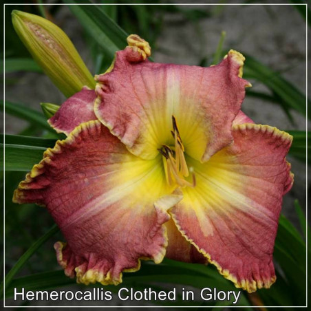 Hemerocallis Clothed in Glory