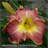 Crin de zi - Hemerocallis Clothed in Glory
