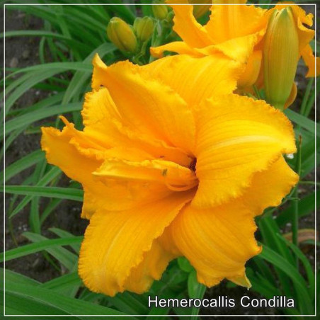 Hemerocallis Condilla