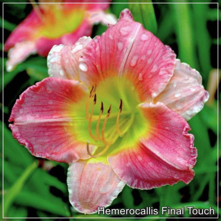 Hemerocallis Final Touch