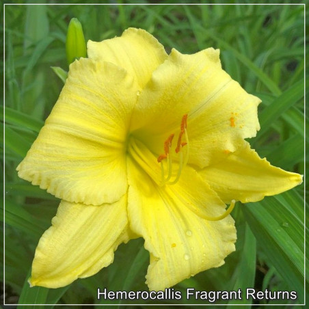 Hemerocallis Fragrant Returns