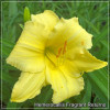 Hemerocallis Fragrant Returns