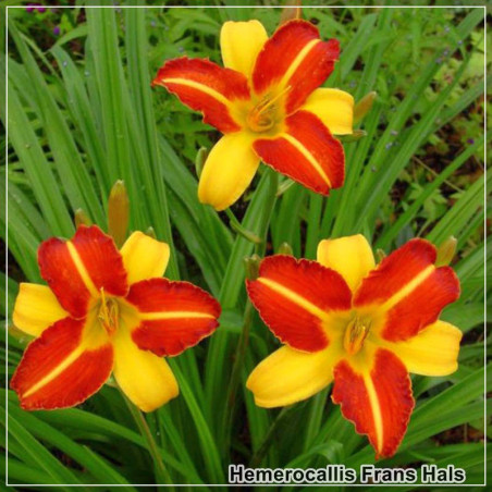 Hemerocallis Frans Hals
