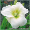 Hemerocallis Gentle Shepherd
