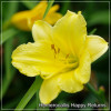Hemerocallis Happy Returns