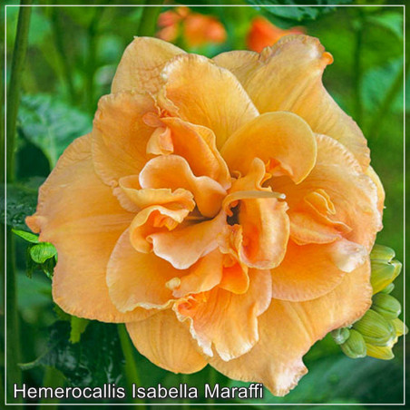 Hemerocallis Isabella Maraffi