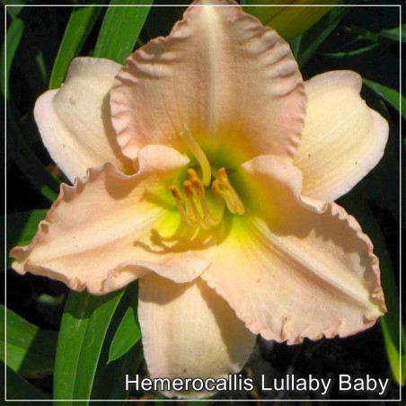 Hemerocallis Lullaby Baby