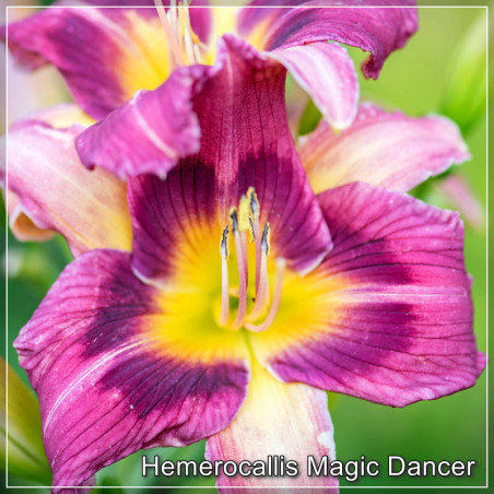 Hemerocallis Magic Dancer