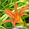 Crin de zi - Hemerocallis Margaret Perry