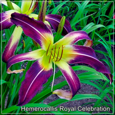 Hemerocallis Royal Celebration