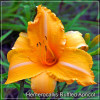 Hemerocallis Ruffled Apricot
