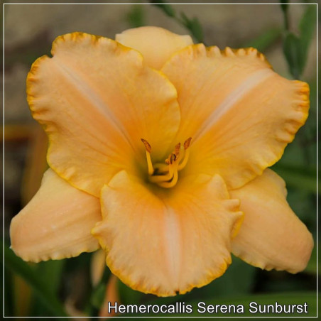 Hemerocallis Serena Sunburst
