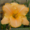 Crin de zi - Hemerocallis Serena Sunburst