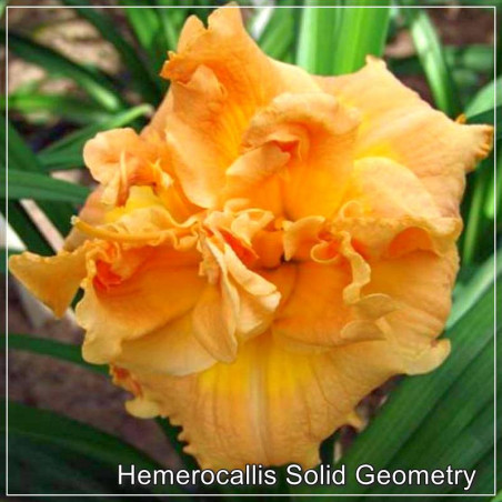 Hemerocallis Solid Geometry
