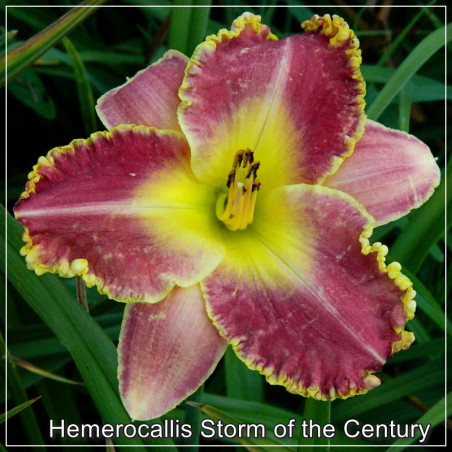 Hemerocallis Storm of the Century