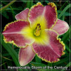 Crin de zi - Hemerocallis Storm of the Century