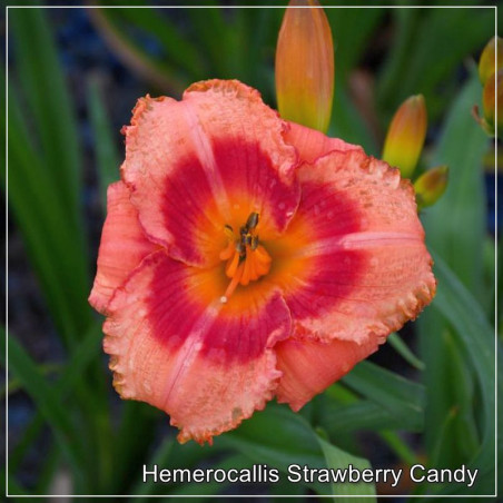 Hemerocallis Strawberry Candy