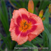 Hemerocallis Strawberry Candy