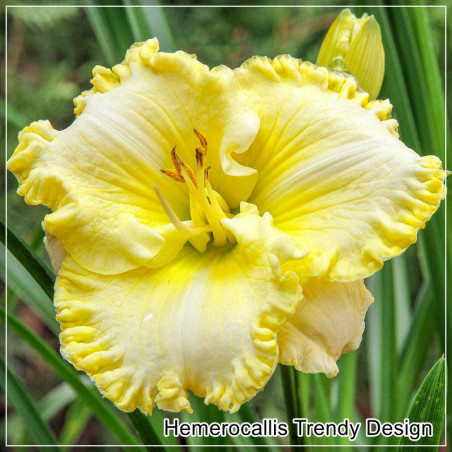 Hemerocallis Trendy Design