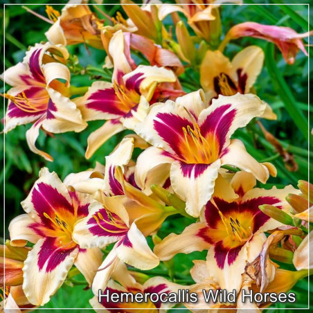 Hemerocallis Wild Horses