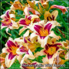 Crin de zi - Hemerocallis Wild Horses