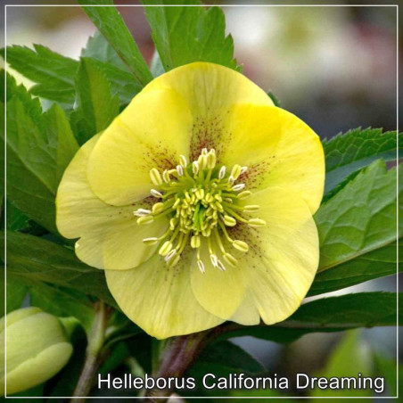 Helleborus California Dreaming