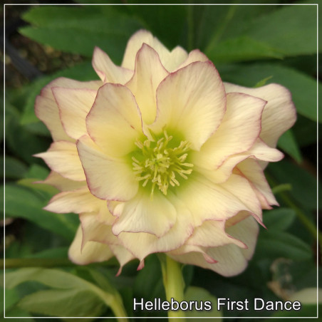 Helleborus First Dance