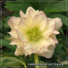 Helleborus First Dance