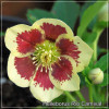Helleborus Rio Carnival