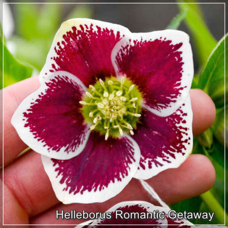 Helleborus Romantic Getaway