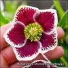 Helleborus Romantic Getaway