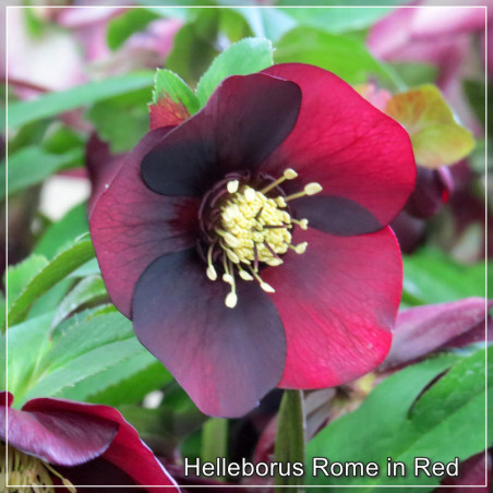 Helleborus Rome in Red