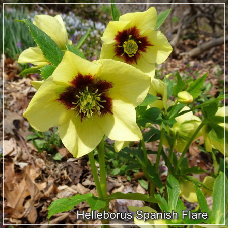 Helleborus Spanish Flare