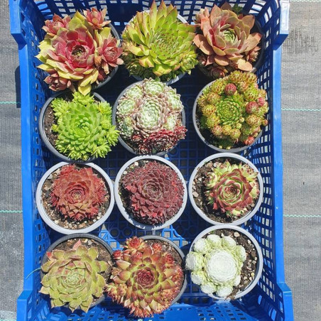 Barba Împăratului Sempervivum mix - Pachet 12 soiuri