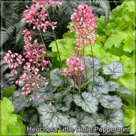 Heuchera Little Cutie Peppermint